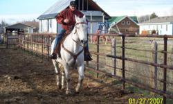 10 year old 1/4 Draft and Quarter Horse cross
VERY WELL BROKE AND FUN TO RIDE. VERY GENTLE
He's been used on the ranch, as well as hunting .
He shoes well and trailers.