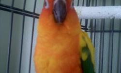 This is a very sweet bird, we have not had him long and hate to give him up but with a new job and returning to school I have little time to spend with him and he needs alot of love. Comes with large cage and a travel cage, some food and all his favorite