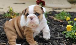 &nbsp;We have healthy and well socialized English bulldog puppies ready for a new home..at (786) 224-6188. T. Healthy and ready to go, for contact information,at (786) 224-6188. latest price and more picture.They are potty and well trained, well