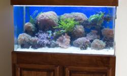 I have a mature 110 gallon tank that's been taken care of by professional for over 6 years. We are moving and can't take tank with us. If you are interested in purchasing aquarium or any of my corals, fish or rocks I would love to talk to you. Aquarium is
