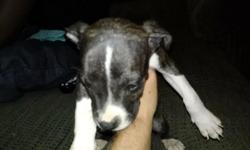 11 week old female blue nose puppy for sale