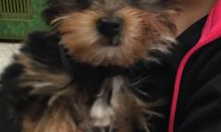 12wk old male Yorkie. Great companion, need to move and can't have a dog where we're going, very saddened. Dog is up to date on vaccines, currently weighs about 2.5lbs.&nbsp;