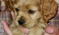 Lucky needs a home! He is a super sweet golden rust colored Cocker Spaniel Puppy. He is up to date with all of his shots and Heart Gaurd medicine, de-wormed and has been given a clean bill of health. He loves to snuggle and has been well socialized with