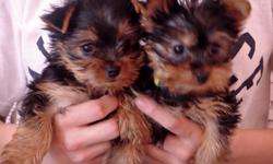 I have available 15 male and female yorkies puppies. They are 11 weeks old and ready to go. Completely weaned. The mother is a fancy white yorkie and the father is an apricot Parti yorkie. Both puppies eat solid food *1st shots *1st deworming They started