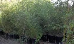 Black bamboo (Phyllostachys nigra)
About 8 to 10 feet tall in 15 gallon containers.
$75 each.
call 828-253-2392