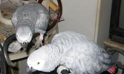 Healthy pair of male and female African grey parrots available. Awesome companions and playmates. Home raised, not captive bred. Vaccinated, tamed, banded. If interested contact to make an appointment.TEXT NOW () -