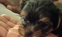 1.25lb yorkie male 8weeks old $1000.00 has papers, dewclaws removed, tail docked and has had first shots. Mother and father are both under 5lbs so the puppy will stay small. Both parents are here to see.