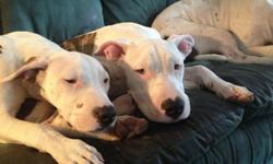 1/2 Pittbull 1/2 American bulldog puppy 6month old male. Please serious inquiries only call Nicole @ -