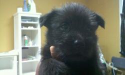 Black male mini schnauzer chow mix. 5 weeks old. All shots and partially potty trained. Ready to go Sat. July 2,2011.
Please no emails phone calls only!!! Emails will be ignored.