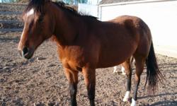 4 yr old Bay Mare. Great for trail riding and also has cutting training. Works cows like a dream.
Stands 14.3H and has a great mane and tale.
Generally quiet but definitely has the get up and go and willing to work hard, has lots of heart and very