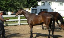 Queen's Stage (aka - Maeve)
4 year old Bay filly
Sound, athletic
Needs experienced rider.
$1000.
&nbsp;