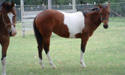 LA Lady Love&nbsp; AQHA Yearling.&nbsp;Beautiful, knows nothing, but gentle. Will make a good cow horse. Out of foundation QH mare. The pictures were taken 6/18/13&nbsp; call 512-376-9051. You really don't want to miss this little lady. She may not make a