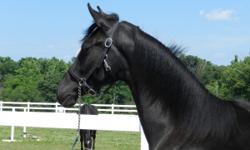 Midnight is a stunning 2013 registered friesian sporthorse (friesian x saddlebred/dutch harness) mare. She has the sweetest personality and movement that is OUT OF THIS WORLD. With lots of hock, and floating trot, this mare would make a great dressage