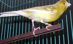 I have a 2014 hatched, banded male spanish timbrado canary for sale. He is a very beautiful singer. I am asking $60 for him. call or text, (931)-335-0504 Thanks