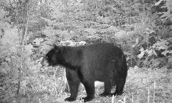 We are now booking for the 2015 Black Bear season in Ludlow, Maine! Lodge accomadations...meals and a great hunt are all included in the price! Check us out at www.WilliamsBrookOutfitters.com Call soon to reserve your spot! 207-538-1308 Ask for Larry