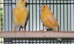 I have 2016 hatched red factor Canaries for sale.Their ages range from 4 to 5 months old, and are just starting to get their red plumage in. both males and females available.The males are excellent singers. I am asking $50 each. call or