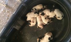 20 very sweet and cute foxhounds puppies for sale. 10 males, 10 females. Various colors and markings. Born 7/9/16 and 7/13/16, ready for loving homes by 9/3/16. Willbe up to date on vaccinations and worming. Parents on premises, from excellent bloodlines.