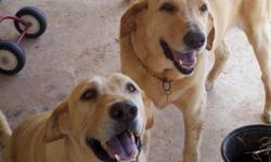 We have just moved to a home with a small yard and our dogs are unhappy here. We are trying to find them a loving home to adopt them. They are adult, male, neutered yellow labs (ages 10 & 7). They are sweet, sweet dogs and great with kids!