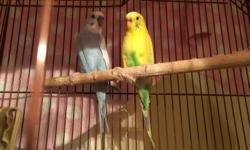 2 awesome parakeets to great home. Comes with cage and food. They need more attention then I can give lately.