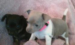 2 Pruebred miniature, short haired female Chihuahuas ready to put under your tree. One is black with red markings and the other is a rare blue with white markings. Parents on site. Dame is applehead black with red markings 5lbs, Sire is fawn colored