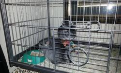 I am looking to sell 2 chinchilla brothers about 4-5 months old. they are grey and love to play with each other. i am busy alot and have no time for them so i wanna sell them to someone that would have free time for them.