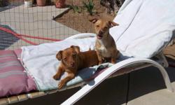 I have 2 little female dogs. Maybe about 4 months old.
I think they are a Chihualua Mix- but am not sure.
They were lost and I found them, and have tryed for 3 weeks to find the owners,
Ads, flyers, went to the pound ect.
I NEED to find a HOME for them.