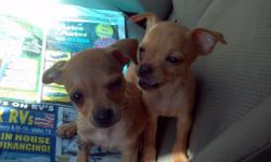 I have 2 female Chihuahua puppies looking for a good home. I really want to keep them but I'm unable too if any interested please contact me at anytime.