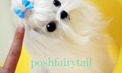 Chanel
Full Grown 2 lb. Female Maltese
Born: Feb 25th, 2010 $11,000
Chanel is a masterpiece. She is full grown and absolutely gorgeous!!!
She is currently weighing exactly 2 pounds. She is very happy teeny little girl. She has a stunning silky full coat