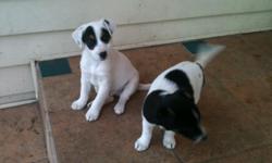 2 male, 15 weeks tri color Jack Russell puppies for sale. Had their second shot and been wormed.
They are very cute and adorable. Parents on site. Asking $225.00
Interested parties call 510-860-1663.