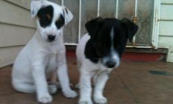 2 male, 4 months old tri color Jack Russell puppies for sale. Had their second shot and been wormed.
They are very cute and adorable. Parents on site. Asking $225.00
Interested parties call 510-860-1663.