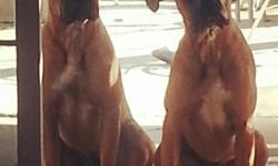 2 Male Boxers to a loving home that will want both of them.
They are brothers & have been together since birth.
They were born Sept 2012
Great wit kids, love walks & very playful
If interested please email me @ galindosl@yahoo.com