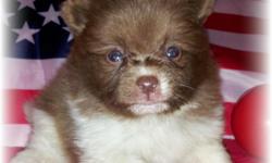 I have 2 male pomeranian puppies still available. West is an adorable dark cinnamon/ white parti colored male. Remi is a handsome black and brown/ white parti colored male.&nbsp;&nbsp;Both will be 5lbs or less adult weight. Mother and Father both on site.