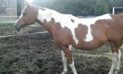 Fine horses need to be placed in a caring and loving environment. Pinto is "experienced" and a lovely gal. Our solid blood bay is young but mature/level-headed/consistent/pleasant and of calm demeanor. She's been groundworked thoroughly (natural