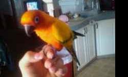 have a male sun conure that I need to rehome ASAP. due to im expecting a baby in june and wont have time for him. Hes very tame and loveable. He only seems to like females more though. He will come with his cage and toys... also His friend will also come