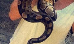 I have had my ball python for 2 years now. I got him when he was about 6 inches long and now he is about 3 ft long. I am moving and cannot have pets anymore. He comes with a tank, water bowl, decorations, lamp, heating light bulb, and heating pad to go