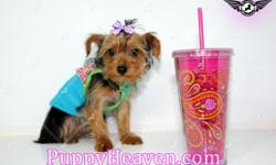 Endless Love is a tiny Yorkie puppy with very big heart She has great disposition, shes great with kids, adults and other pets and she is the world most obedient dog. If you are looking to adopt a puppy in Las Vegas, come see her today!&nbsp;
This