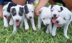 WE ARE DOWN TO 3 ADORABLE & PLAYFUL PUPS FOR SALE. ALL MALES & THEY ARE 6 WKS OLD & EATING ON THEIR OWN ALREADY. THEY HAVE THEIR TAILS DOCKED & FIRST SET OF SHOTS. FOR MORE INFO PLEASE CALL OR EMAIL