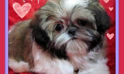 Available immediately just in time for the holidays. 1 solid black male shih-tzu, 1 solid black tiny size female shih-tzu, and 1 teacup gold and white female shih-tzu. AKC registered, pure bred, vaccinated, microchipped, with a money back health