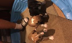 I have three very nice looking akc registered English bull terrier puppies that are 9 weeks old! Two of them are males tan/white & one female that is a tri color black/white/brown.These are ready for a nice loving home.They will have all shots up to date.