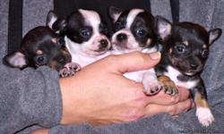 Beautiful CKC Registered Chihuahua Males pups for sale.
2 Black and White Males, One black and tan Male
Born 11/29/2010
Located in League City
All Shots current, have been wormed
Raised in a family atmosphere!!
Please note pup on left has been sold