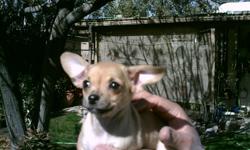 Born December 11 2010 first shots given at 6 weeks. Come from the Fawn, Reindeer breed of Chihuahua family and were all born at home.Both parents avaliable. I take pride in knowing that all my puppies recieve the best care and love that can be given and