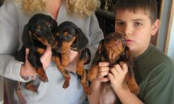 Three female daushsunds 9wks old no papers 636-675-0872