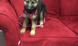 Hi,&nbsp;
&nbsp;
My name is Ac I have 3 female German Shepherd that I need to sell. I would love to keep all of them, but I can afford to. I am looking for a great home for these 3 dogs. Please email if you are interested. I can be contacted via Phone or