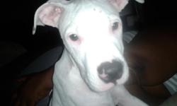 3 month old white putbull puppy with black spots for sale no papers no trades cash only $ 50 serious inquiries only 817 730 3568