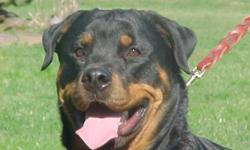 I have a 3 year old female rottie who needs a family home. Personal circumstances force me ro place her in a new home. She is AKC registered, very pretty and has a good temperament. I prefer she be an only pet so she can get all the attention for herself.