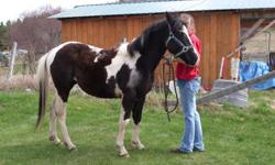 Get him before his price goes up!
Zip is a very laid back approx. 13.2H 3 year old gelding.
Tobiano blk/wht
Sweet - loves people
gets along with dogs and other horses
easy keeper
no health issues
utd on shots
feet done every 6 weeks in summer & 8 weeks in