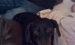 3 year old black n gold female Dauchshound rehomeing fee of $300 shes very friendly we have a chocolate male and he needs a female to breed with hes not fixed but ashame she has been spayed and wont give him the time of any day .. 321-258-9047