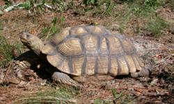 I have 4 African sulcata tortoises that are 13" that I want to rehome. The re-homing fee is $350 each.Please call or text at 731-333-3822