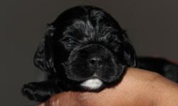 My baby Isis (Dam) black with white on chest and my friend?s cocker spaniel Sambuca (Sire) multicolored white with buff spots produced 6 beautiful Cocker Spaniel puppies. They were born December 22, 2013 at my house. They are in a peaceful, clean and