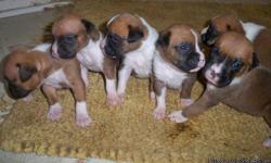 I have 4 male boxer pups. They are ckc registered and will have their first set of shots before they go to good home. They pups are fawn with white markings. Ready to go July 1, 2011. $300.00 Can email for more pics!